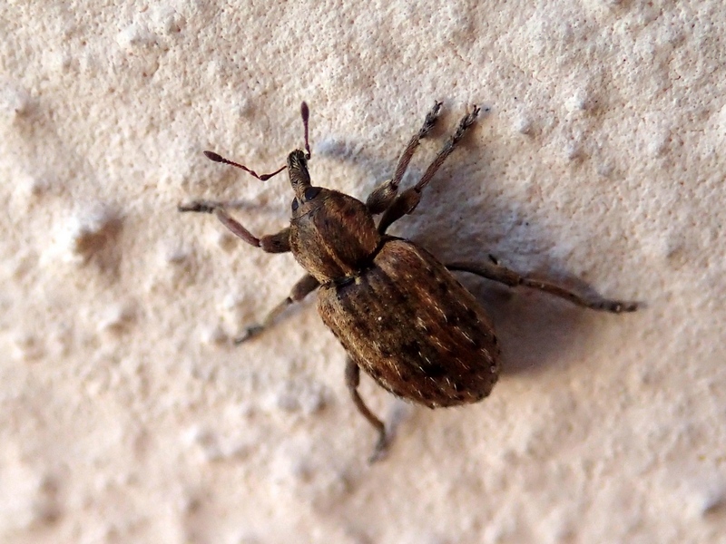 Un piccolo curculionidae da Id. Hypera postica (cf)